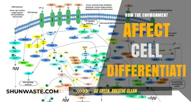 Environmental Influences on Cell Differentiation: Unraveling Nature's Impact on Development
