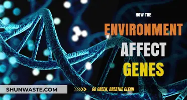 Environmental Influences on Genes: Unraveling Nature's Complex Interplay