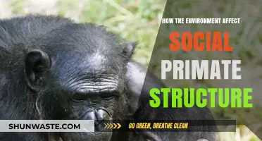 Environmental Influences on Social Primate Hierarchy and Group Dynamics