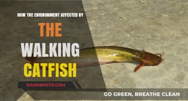 Walking Catfish Impact: Environmental Changes and Ecosystem Disruptions Explored