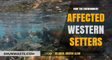 Environmental Impacts on Western Settlers: Shaping Lives and Livelihoods