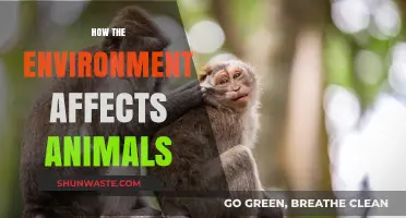 Environmental Impact: How Ecosystems Shape Animal Behavior and Survival