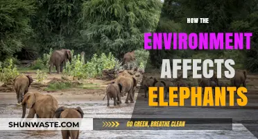 Environmental Impacts on Elephants: Habitat, Climate, and Survival Challenges