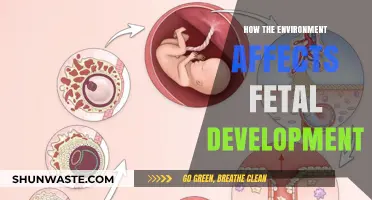 Environmental Influences on Fetal Development: Unraveling the Impact