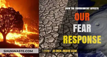 Environmental Triggers: How Surroundings Shape Our Fear Responses
