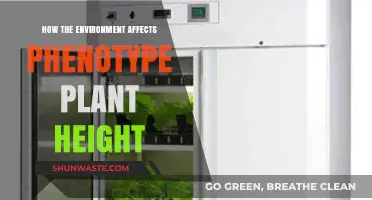 Environmental Factors Shaping Plant Height: Unveiling Phenotypic Adaptations