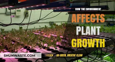Environmental Factors Shaping Plant Growth: Insights and Impacts