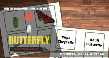 Environmental Factors Shaping the Butterfly Life Cycle: A Comprehensive Guide