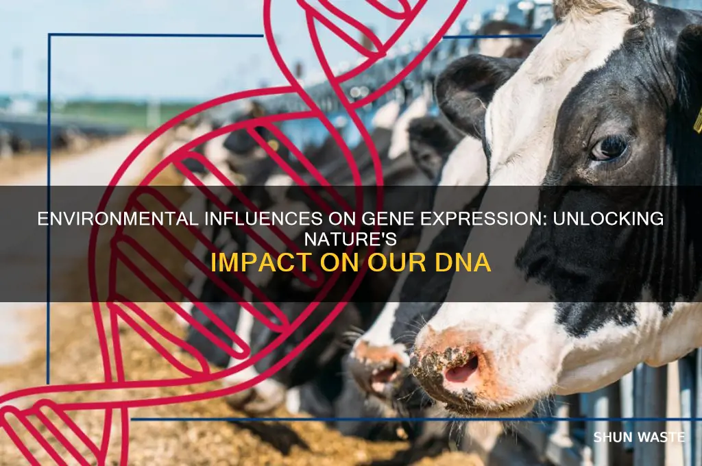 how the environment can affect the expression of genes