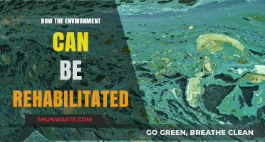 Revitalizing Our Planet: Strategies for Effective Environmental Rehabilitation