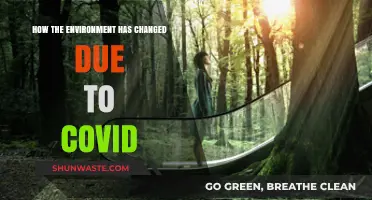COVID-19's Impact: Unveiling the Environment's Transformation Amidst the Pandemic