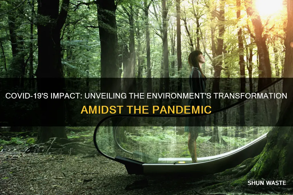 how the environment has changed due to covid