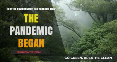 Pandemic's Impact: Unveiling the Environment's Transformation Post-2020