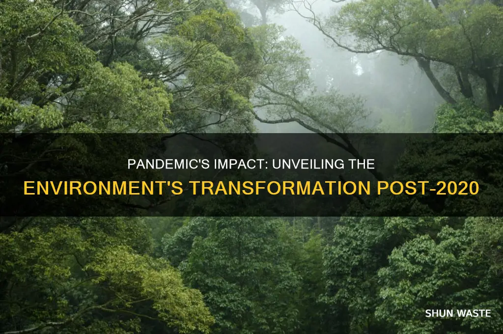 how the environment has changed since the pandemic began