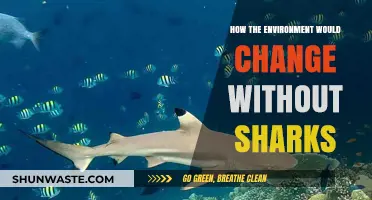Sharks' Absence: Devastating Environmental Impacts and Ecosystem Collapse Explained