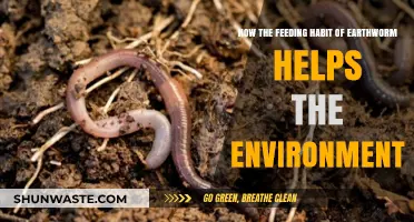 Earthworm Feeding Habits: Boosting Soil Health and Environmental Sustainability