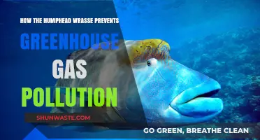 Humphead Wrasse: Ocean's Savior Against Greenhouse Gas Pollution