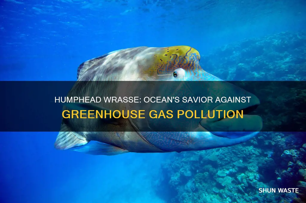 how the humphead wrasse prevents greenhouse gas pollution
