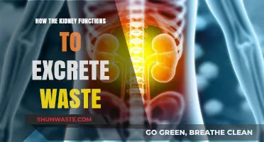 Kidney Function: How This Organ Filters and Excretes Waste