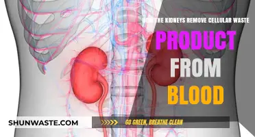 Kidneys' Role: Filtering Cellular Waste from Blood Explained