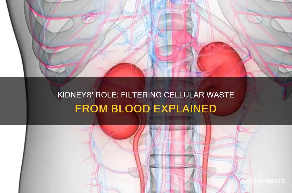 how the kidneys remove cellular waste product from blood