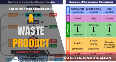 Understanding the Kreb Cycle's Role in CO2 Waste Production