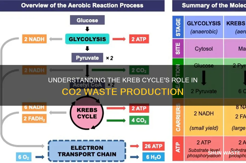 how the kreb cycle produces co2 as a waste product