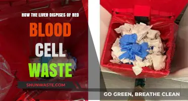 Liver's Role in Eliminating Red Blood Cell Waste Explained