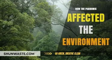 Pandemic's Paradox: Environmental Impacts and Unexpected Ecological Changes