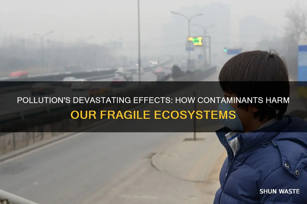 how the pollution impacts the environment