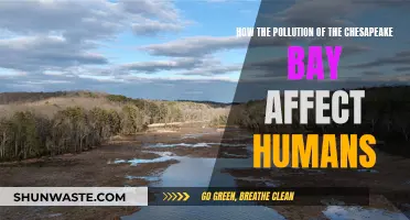 Chesapeake Bay Pollution: Impact on Human Health