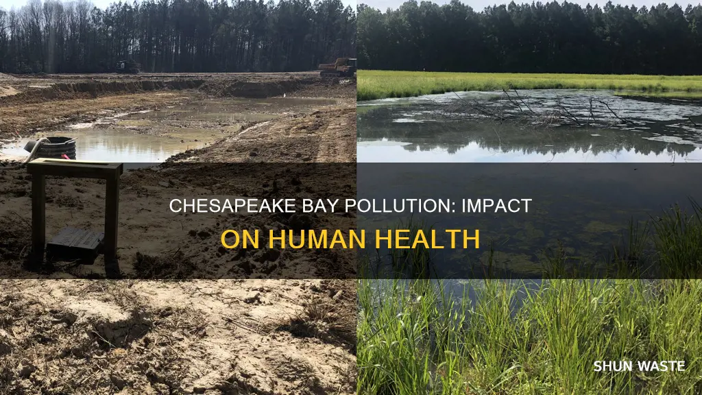 how the pollution of the chesapeake bay affect humans