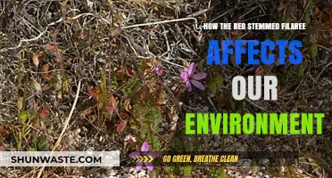 Red Stemmed Filaree: Environmental Impacts and Ecosystem Effects Explored