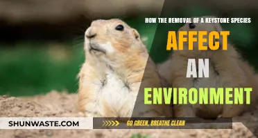 Removing Keystone Species: How Ecosystems Collapse Without Their Vital Anchors