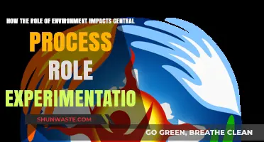 Environmental Influence on Central Process Role Experimentation: Key Insights