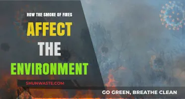 Fires' Smoke: Environmental Impacts and Long-Term Ecological Consequences