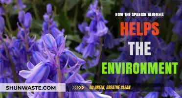 Spanish Bluebells: Unveiling Their Eco-Friendly Impact on Our Environment