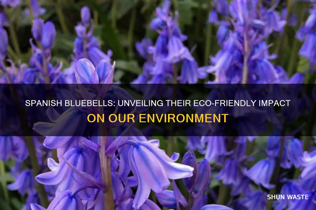 how the spanish bluebell helps the environment