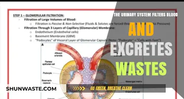 How Your Urinary System Filters Blood and Eliminates Waste