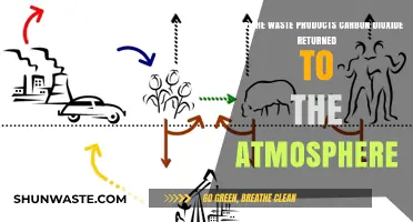 Carbon Dioxide's Journey: How Waste Returns to the Atmosphere