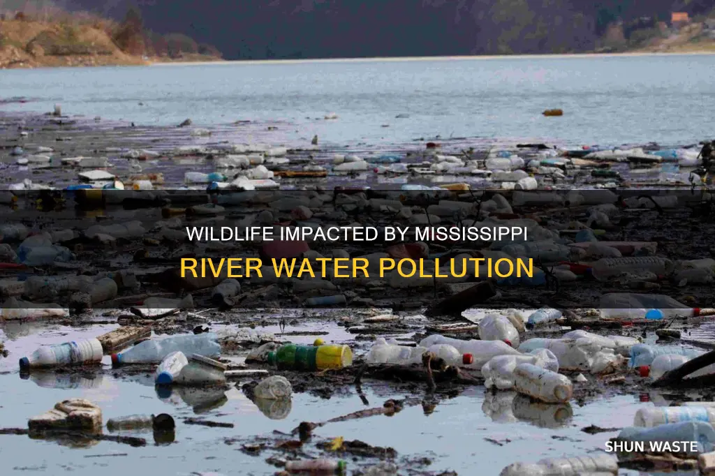 how the water pollution in river mississipi affect wildlife