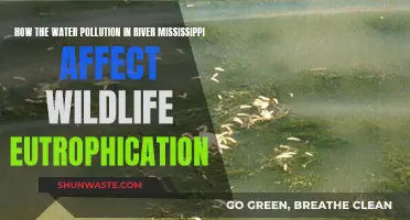 Mississippi's Eutrophication Crisis: Impact on Wildlife