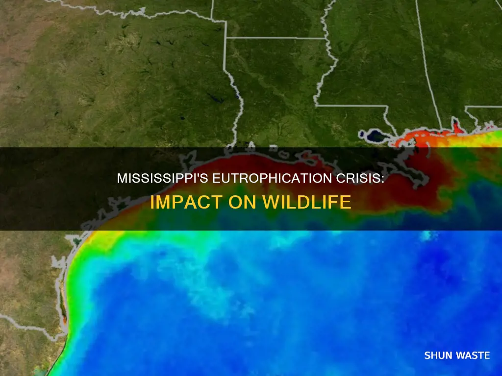 how the water pollution in river mississippi affect wildlife eutrophication