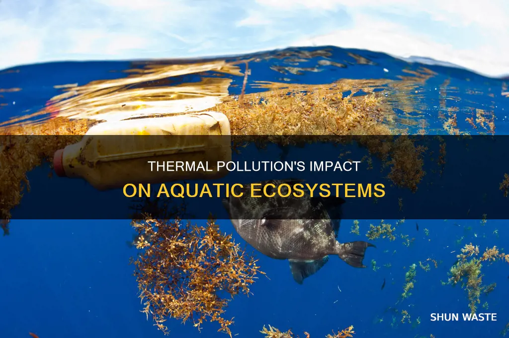 how thermal pollution affect aquatic life