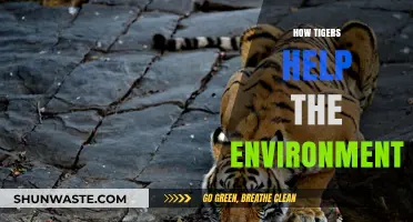 Tigers' Vital Role in Balancing Ecosystems and Protecting Biodiversity