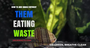 Adding Snails Safely: Preventing Waste Consumption in Your Tank