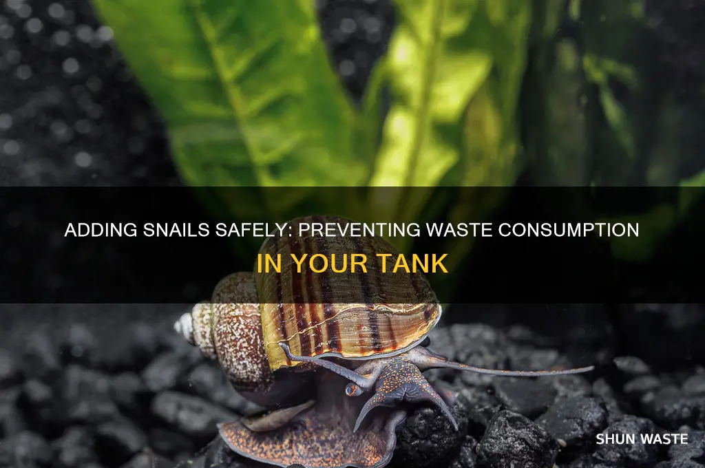 how to add snails without them eating waste