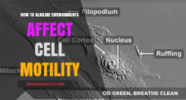 Alkaline Environments: Unraveling Their Impact on Cell Motility Dynamics