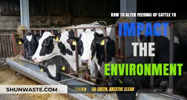 Sustainable Cattle Feeding Strategies: Reducing Environmental Impact Through Dietary Changes