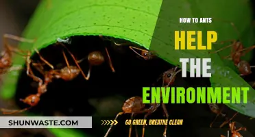 Ants' Vital Role: Boosting Ecosystems and Environmental Health Naturally